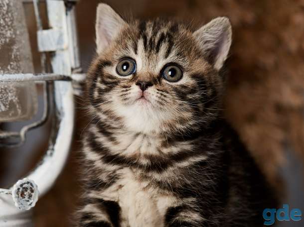 Британские котята из питомника, фотография 5