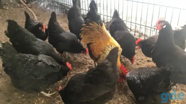 Куры несушки доставка по району, фотография 2