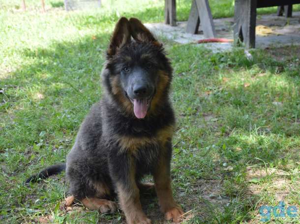 щенки немецкой длинношерстной овчарки, фотография 7