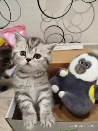 Шотландские котята, фотография 8