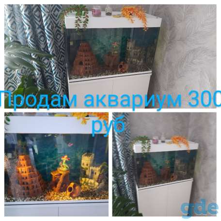 Аквариум, фотография 1