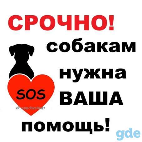 Собакам из Отлова БМПЗ нужна Ваша помощь!, фотография 3