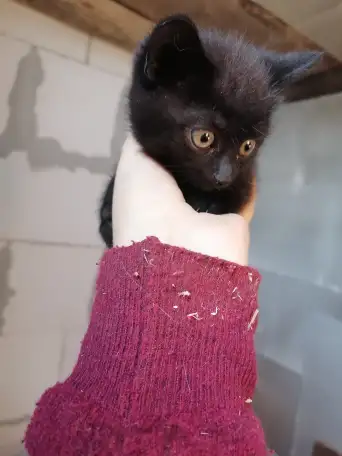 Отдам котят в добрые руки, фотография 2