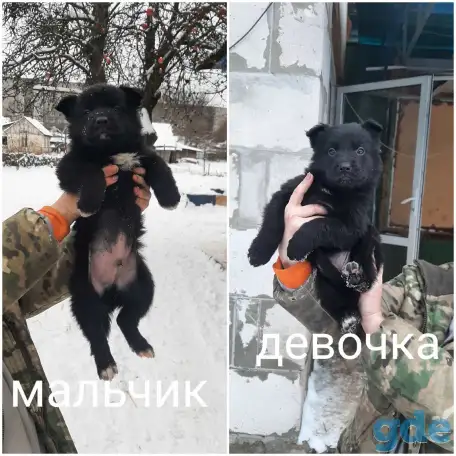 Щенки немецкой овчарки, фотография 6