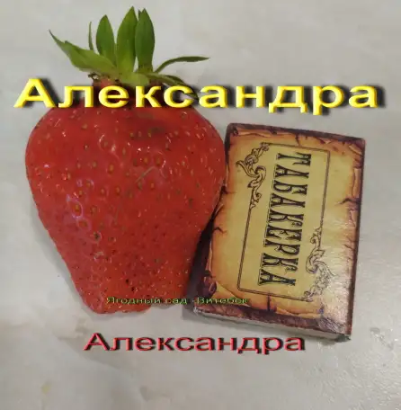 САЖЕНЦЫ КЛУБНИКИ - 50 сортов - купить  в Бресте  с питомника, фотография 12