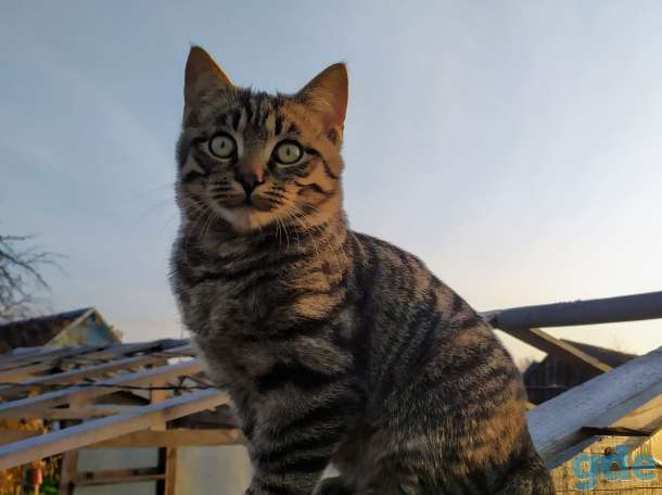 Котята в дар, фотография 2