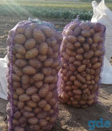 Продам крупный картофель, сегодня только с поля, за качество не стыдно, чистенькая, ровная, без проволочника, идеал., фотография 2