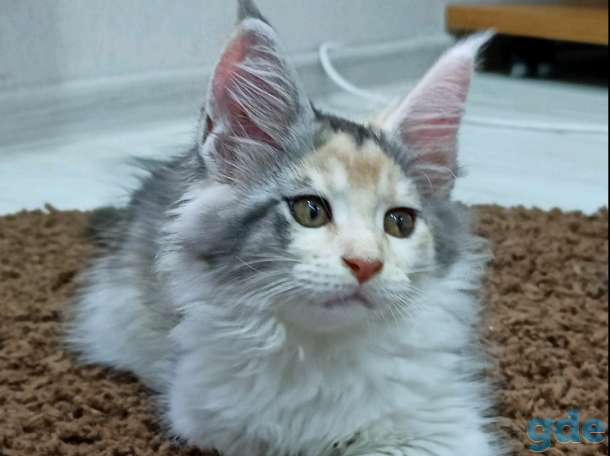 Продам котенка мэй куна, фотография 4