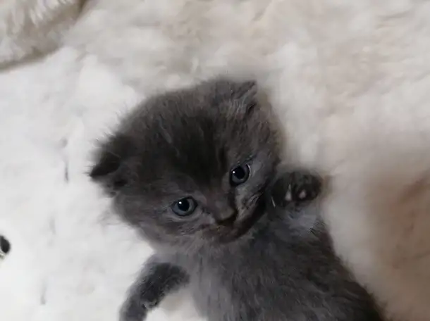 Котята вислоухие шотландские, фотография 6