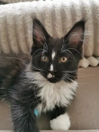 Котятa Мейн Куны питомник, фотография 1