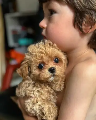 Мальтипу ф1 мини и микро элита разведения, фотография 8