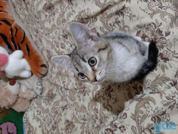 Котёнок в дар, фотография 2