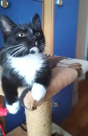 Котёнок ВАСИЛЕК ищет дом, фотография 5