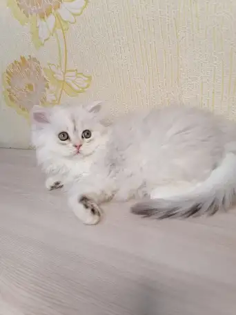 Британская кошечка, фотография 2