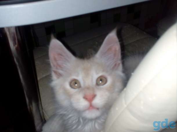 Продам котенка мейкуненка, фотография 4