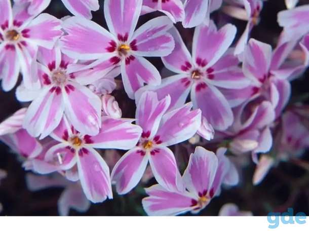Продам многолетние растения, фотография 4