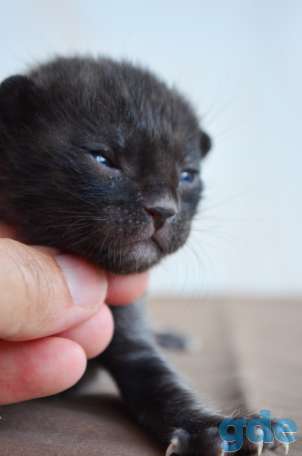 Бенгальский котенок меланистик, фотография 5