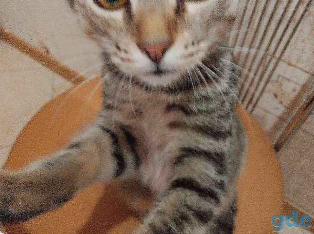 Котята в добрые руки, фотография 4
