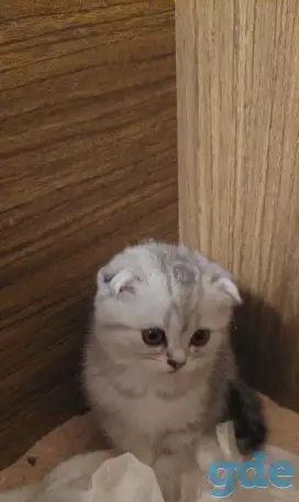 Котята, фотография 2