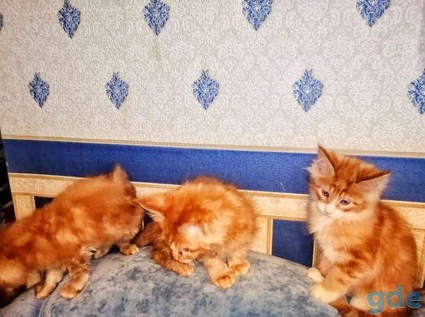 Продам котят Мейн кун, фотография 2