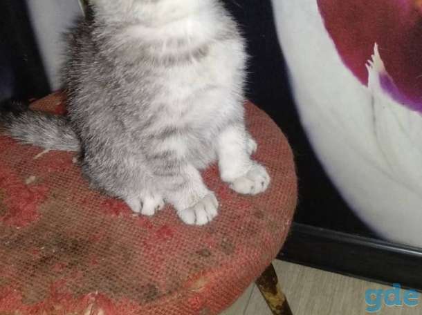 Шотландские котята, фотография 4