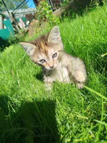 Котята в хорошие руки, фотография 7