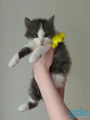 Отдам котят в добрые руки, фотография 1