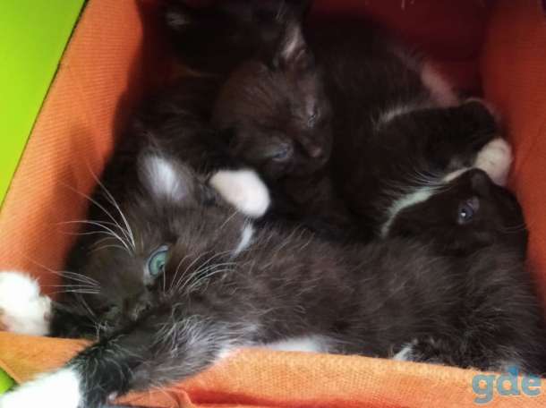 Котята в дар, фотография 2