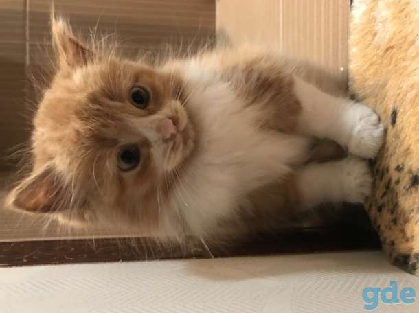 Котёнок рыжий, фотография 10
