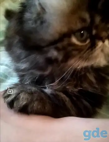 Персидский котёнок, фотография 3