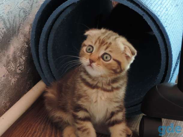 Шотландские котята, фотография 6