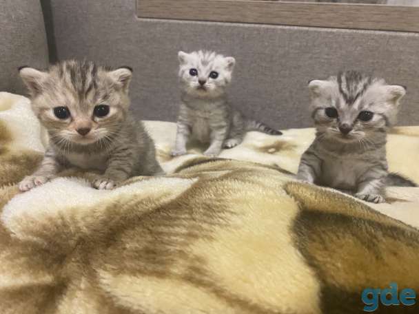 Котята, фотография 2