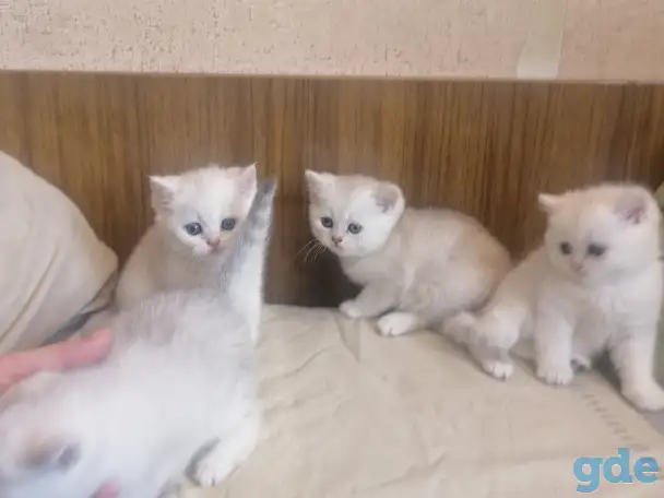 Продам британских котят, фотография 4