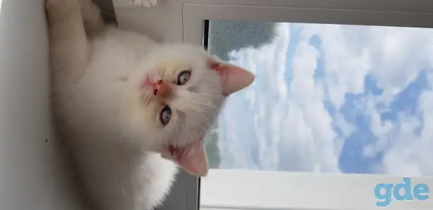 Котята шотландской короткошерстной, фотография 12