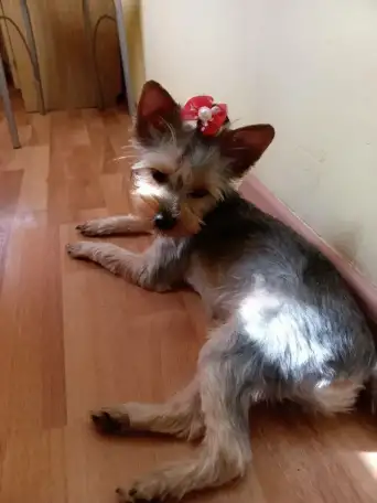 Продам щенков йоркширского терьера, фотография 1