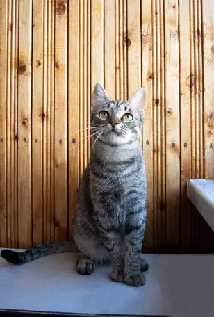 Котенок Тоффи, 7 мес., фотография 9