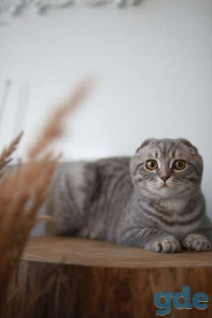шотландский вислоухий котенок, фотография 1
