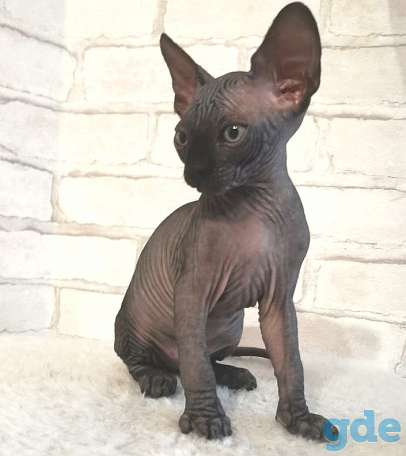 Канадский сфинкс котята, фотография 1