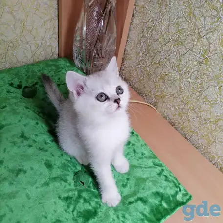 Британские котята, фотография 4