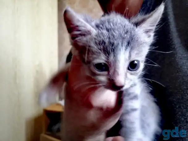 Котята, фотография 2