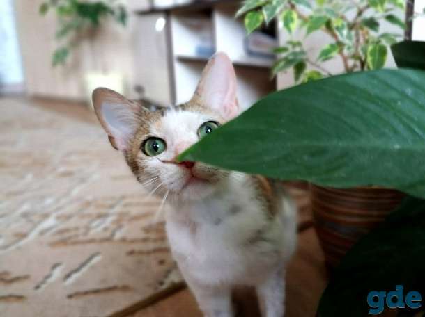 Кошка Басти, фотография 8