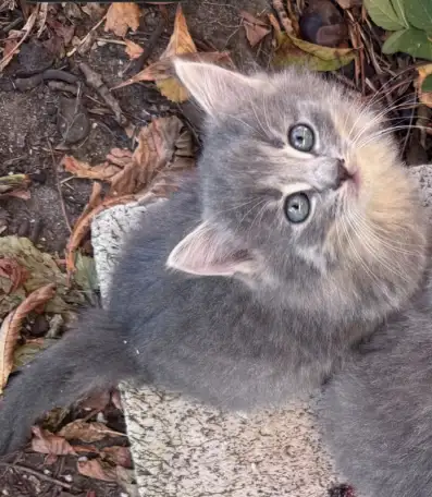 Котенок в дар, фотография 1