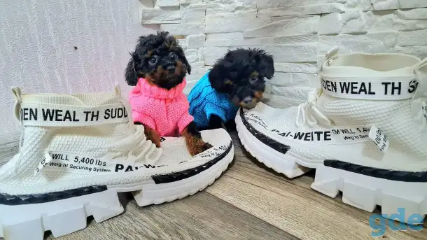 Той пудель. Фантом. Девочка и мальчик. Мини., фотография 8