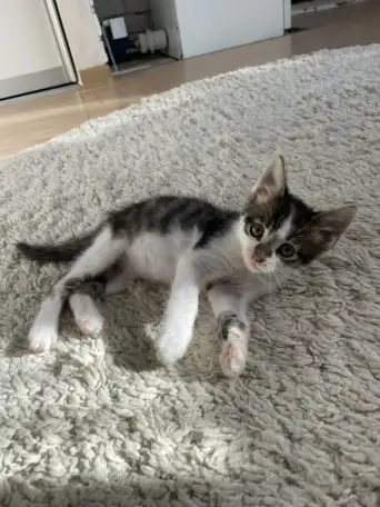 Отдам котенка в добрые руки, фотография 4