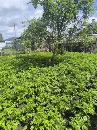 Продам дом, Гомельская область. Ул Интэрнациональная 29, фотография 13