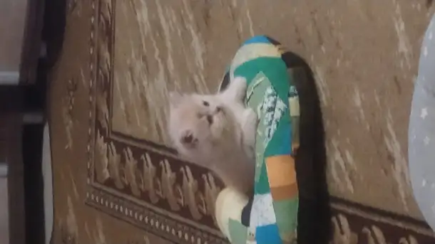 Шатландский котенок, фотография 1