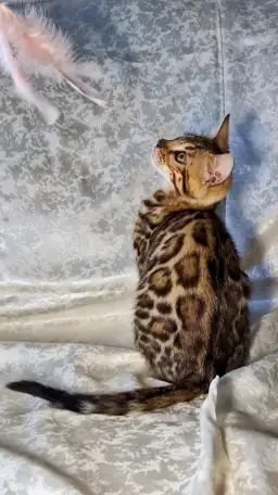 Бенгальские котята, фотография 9