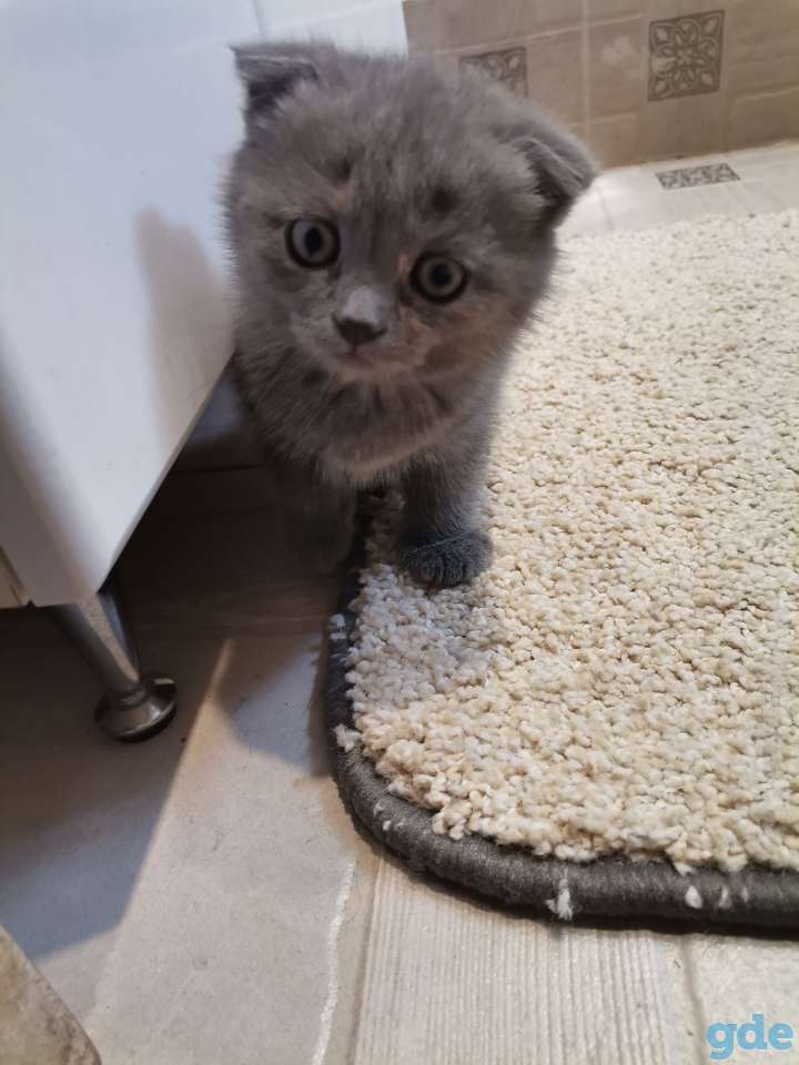 Котята, фотография 1