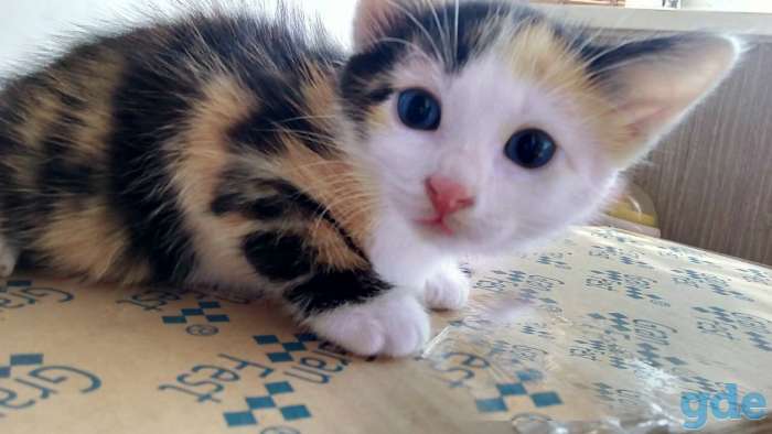 домашние котята, фотография 3