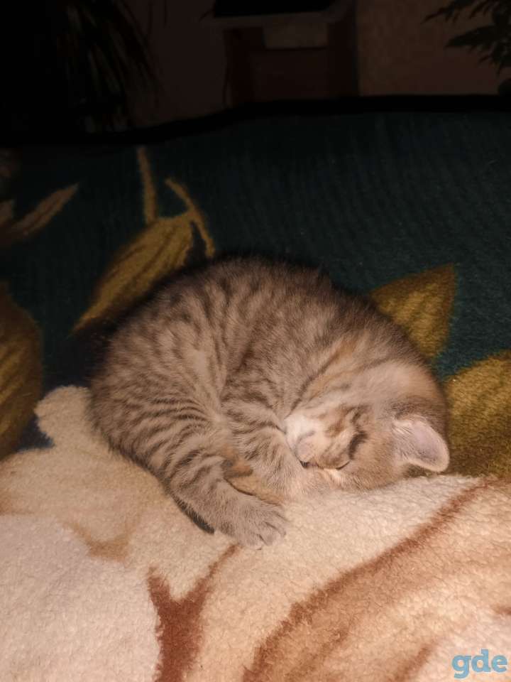Шотландский котенок, фотография 2